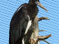 Abdimstorch oder Regenstorch